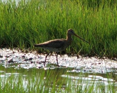 black-tailed godwit 2006_0718Image0012.jpg