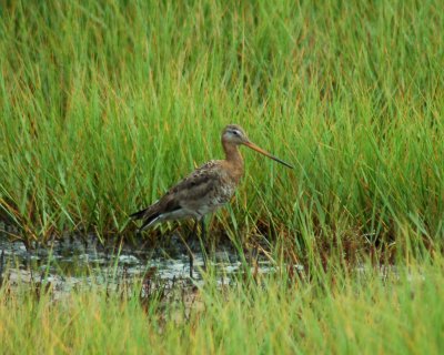 black-tailed godwit 2006_0721Image0062.jpg