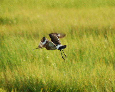 black-tailed godwit 2006_0721Image0111.jpg