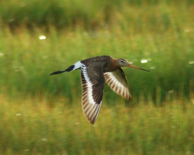 black-tailed godwit 2006_0721Image0097.jpg