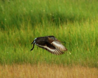 black-tailed godwit 2006_0721Image0095.jpg