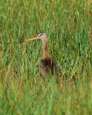 Black-tailed Godwit 2006