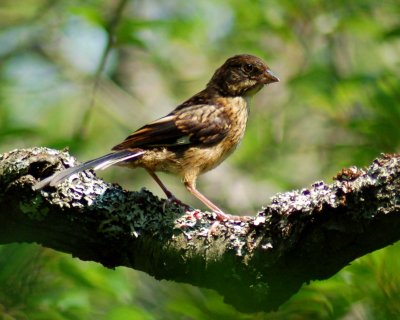 towhee Jr.jpg