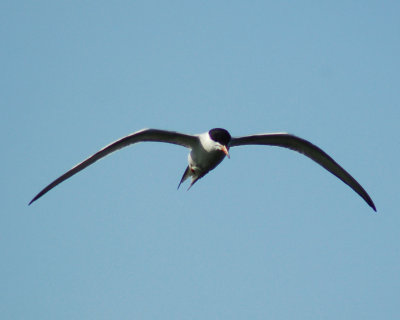 common tern 2006_0730Image0006.jpg