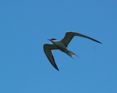 common tern 2006_0730Image0010.jpg