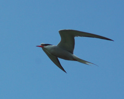 common tern 2006_0730Image0011.jpg