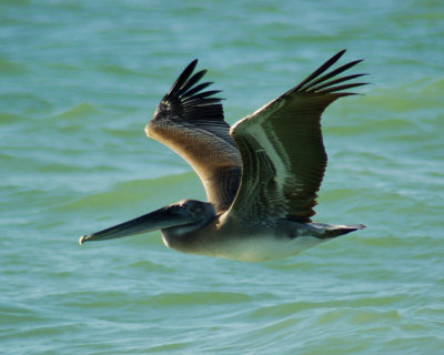 brown pelican 2006_0807Image0037.jpg