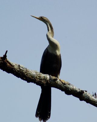 anhinga 2006_0805Image0038.jpg