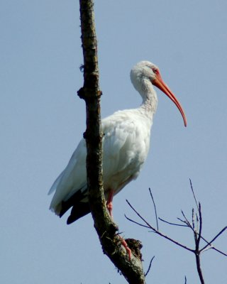 white ibis 2006_0805Image0033.jpg