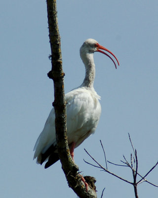 white ibis 2006_0805Image0035.jpg