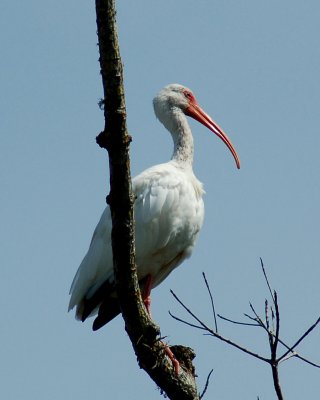 white ibis 2006_0805Image0036.jpg