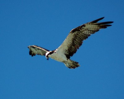 osprey 2006_0807Image0047.jpg