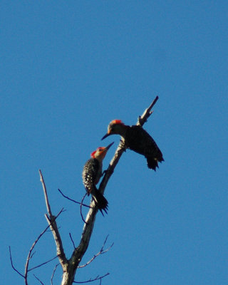 red-bellied woodpecker 2006_0807Image0014.jpg