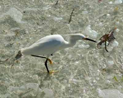 snowy egret 2006_0807Image0072.jpg