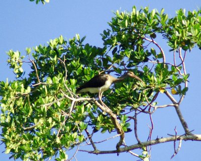 white ibis juvenile 2006_0807Image0029.jpg