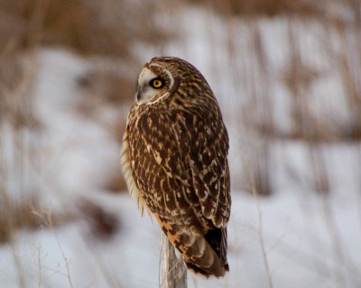 short-eared owl Image0001.jpg
