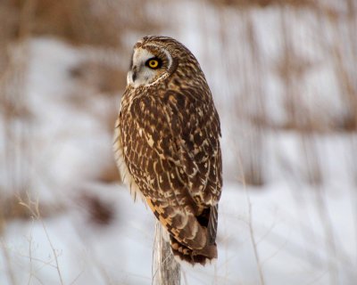 short-eared owl Image0006.jpg