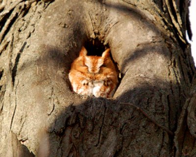 screech owl Image0023.jpg