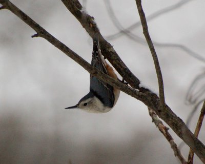 white breasted nuthatch Image0020.jpg