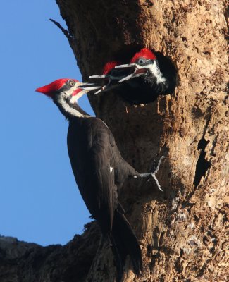 Pileated Woodpecker Young 2011