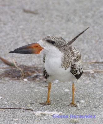 Juvenile Black Skimmer