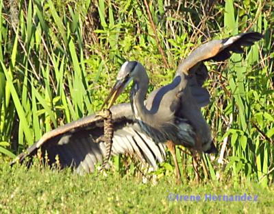 Great Blue Heron w/gator