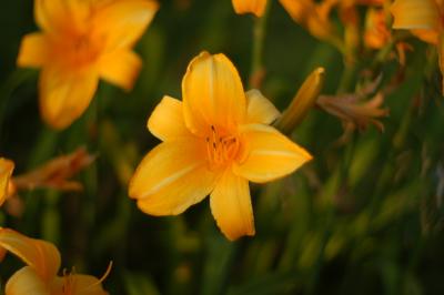 DSC_1635.JPG