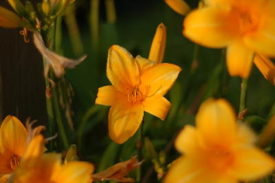 DSC_1637.JPG
