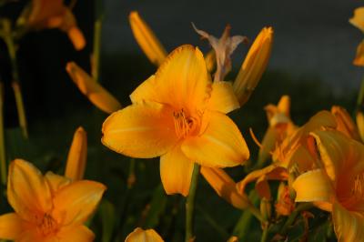 DSC_1662.JPG