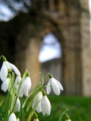 g4/49/661849/3/59401160.snowdrops.jpg