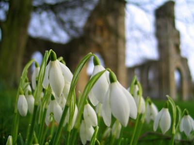 Snowdrops