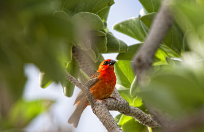 Le Cardinal Male