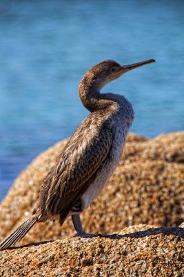 Un Cormoran