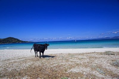 Mme les vaches sont  la plage...