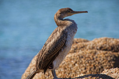 Un Cormoran