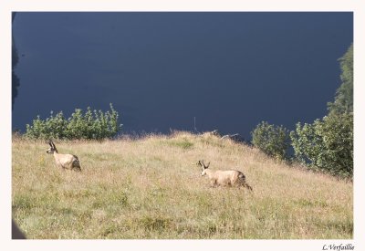 Chamois