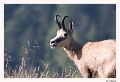 Chamois