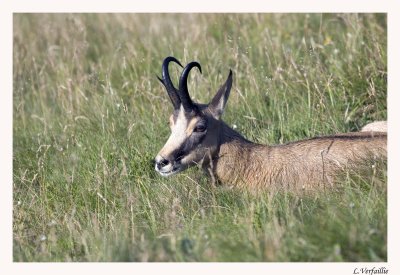 Chamois