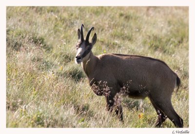 Chamois