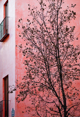 Pink wall and tree