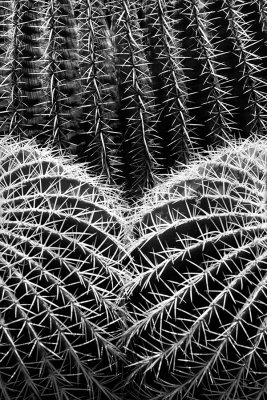 Cactus symmetry
