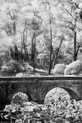 Trees, bridge and lotus flowers