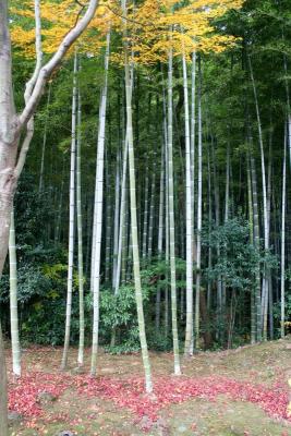 Bamboo trees, Kyoto, Japan