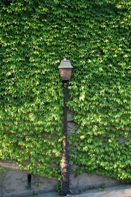 Street lamp in foliage