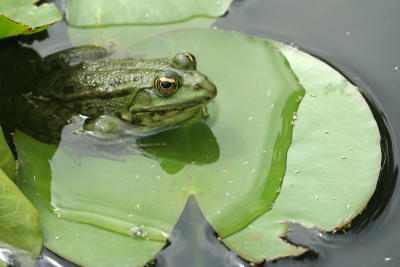Frog on the leaf