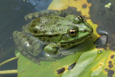 Frog on a floating leaf