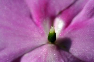 IMG_5781.jpg