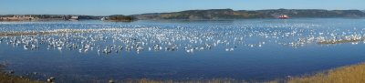 Panorama of snow geese