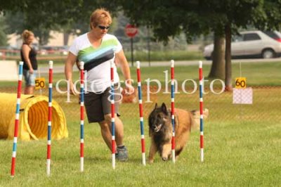 Dog Agility - Steeplechase 2