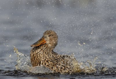 SLOBEEND northern shoveler